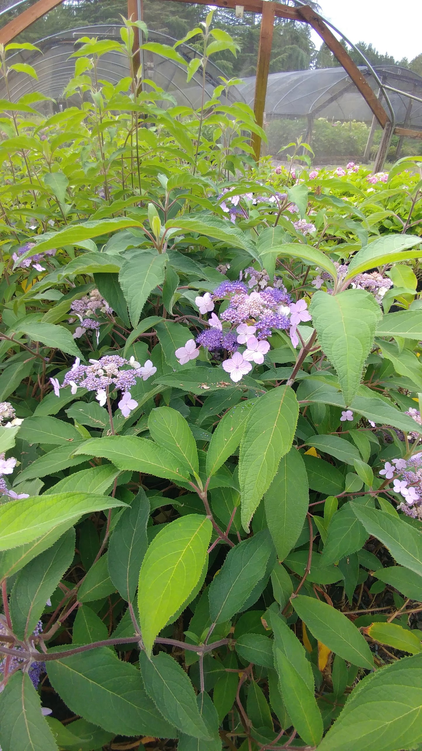 Hydrangea Aspera Villosa