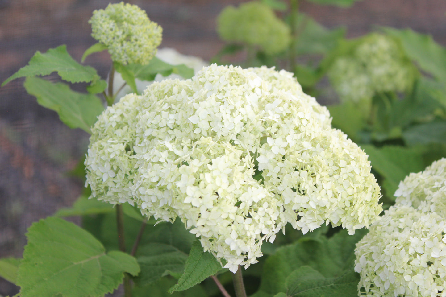 Hydrangea Arborescens Bounty