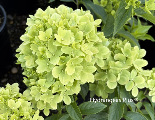 Hydrangea Paniculata Bubble Bath