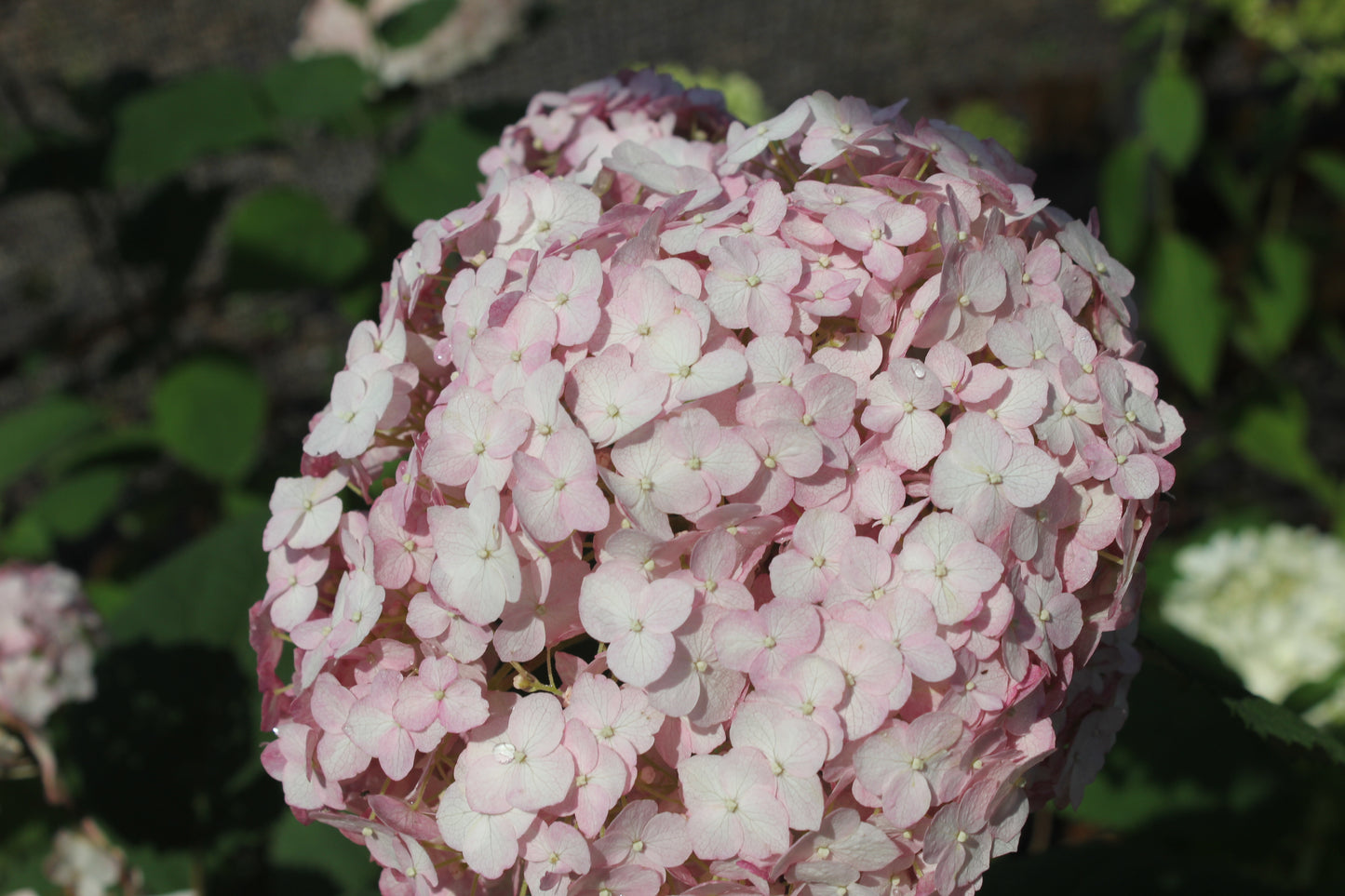 Hydrangea Arborescens Bubblegum