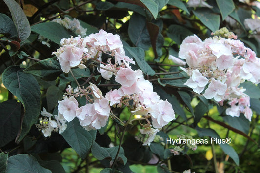 Hydrangea Aspera Burgundy Bliss