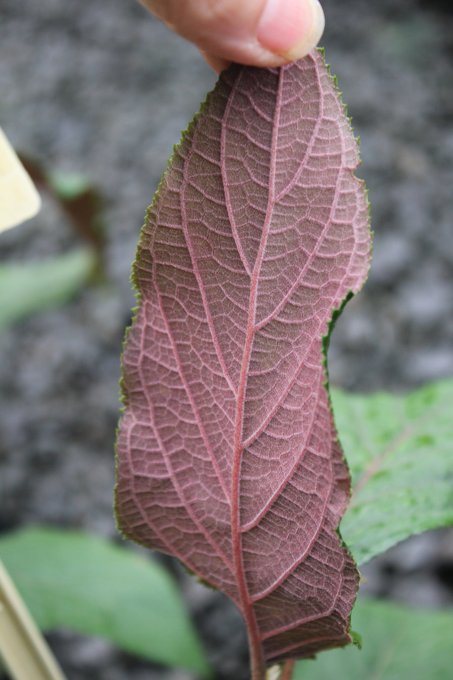 Hydrangea Aspera Burgundy Bliss