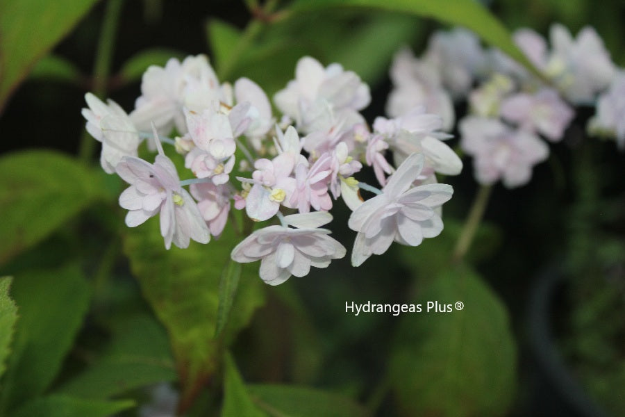 Hydrangea Serrata Aya