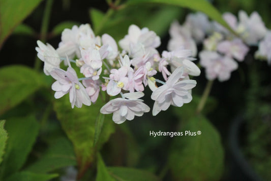 Hydrangea Serrata Aya