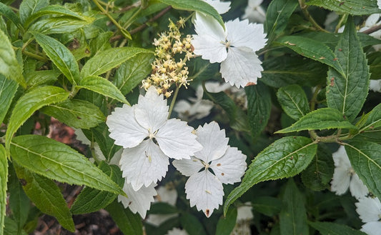 Hydrangea Chinensis