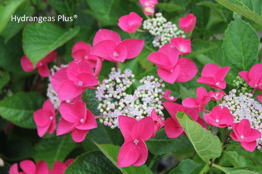 Hydrangea Macrophylla Dani's Sparkle