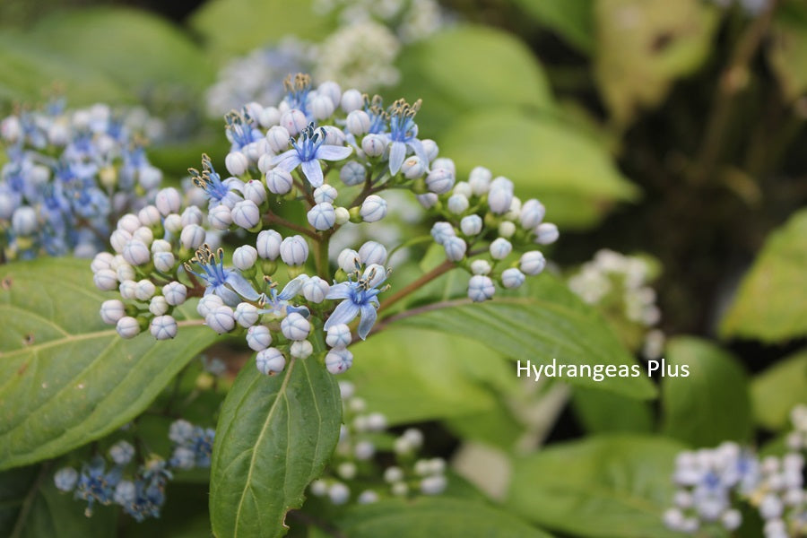 Didrangea