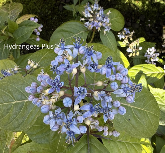 Didrangea