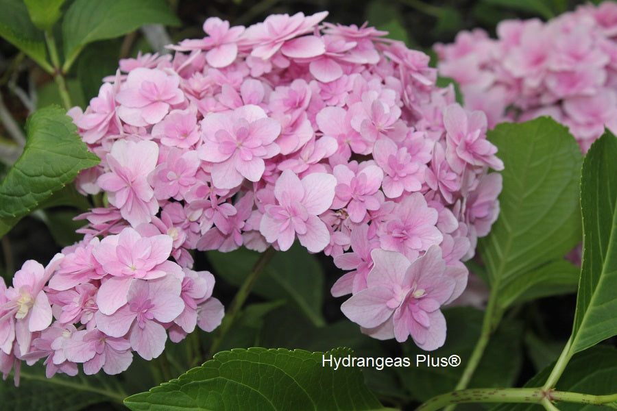 Hydrangea Macrophylla Double Down