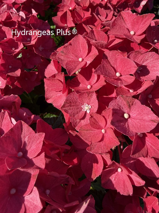 Hydrangea Macrophylla Drama Queen