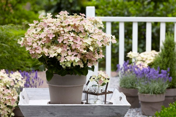 Hydrangea Paniculata Early Evolution