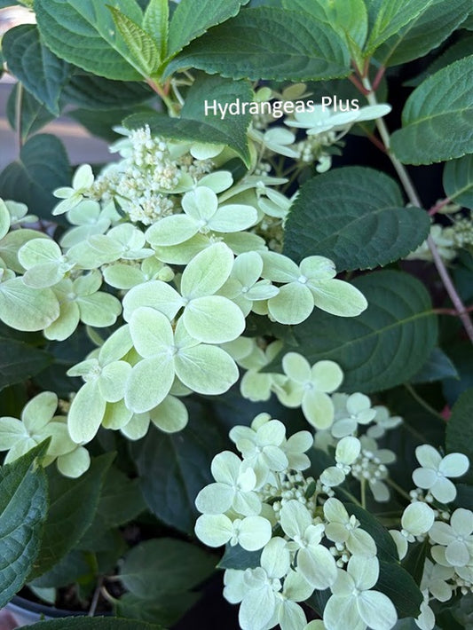 Hydrangea Paniculata Early Evolution