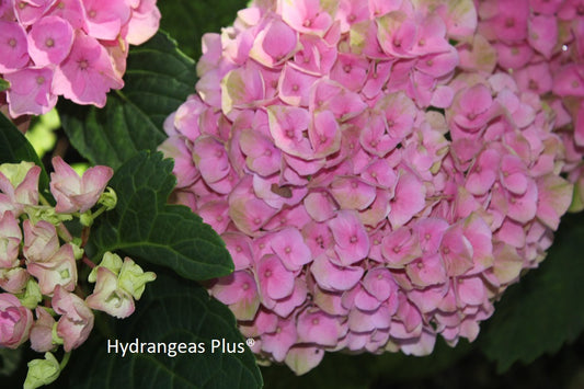 Hydrangea Macrophylla Magical® Elizabeth Ashley