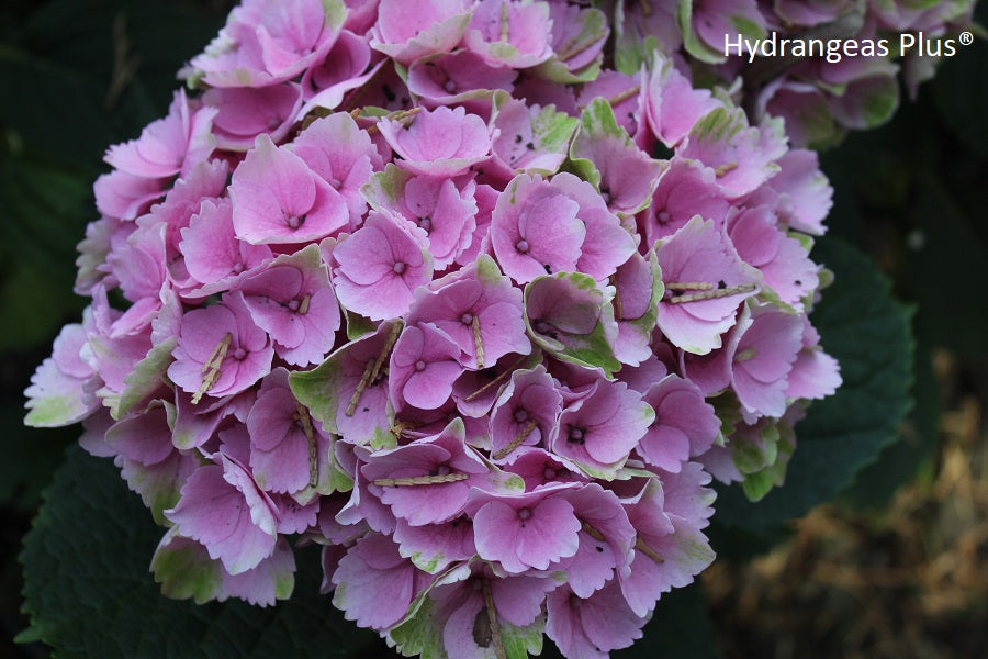 Hydrangea Macrophylla Magical® Elizabeth Ashley