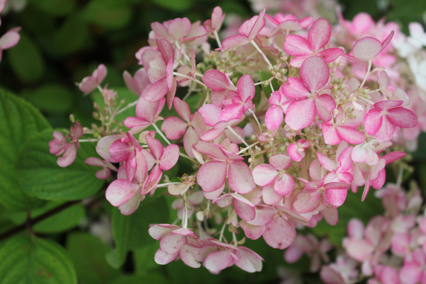 Hydrangea Paniculata Fire Light®