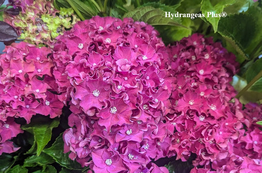 Hydrangea Macrophylla Frill Ride