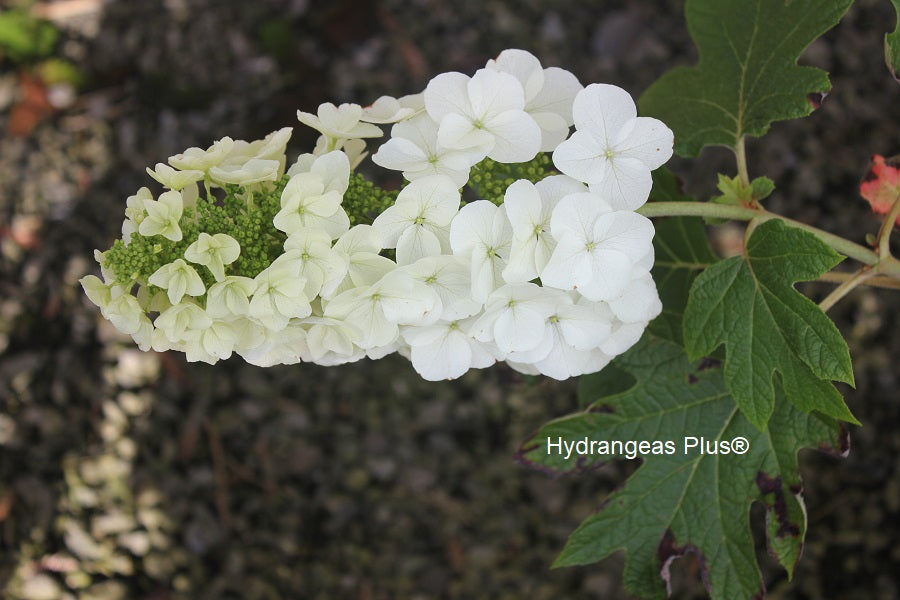 Hydrangea Quercifolia Gatsby Gal®