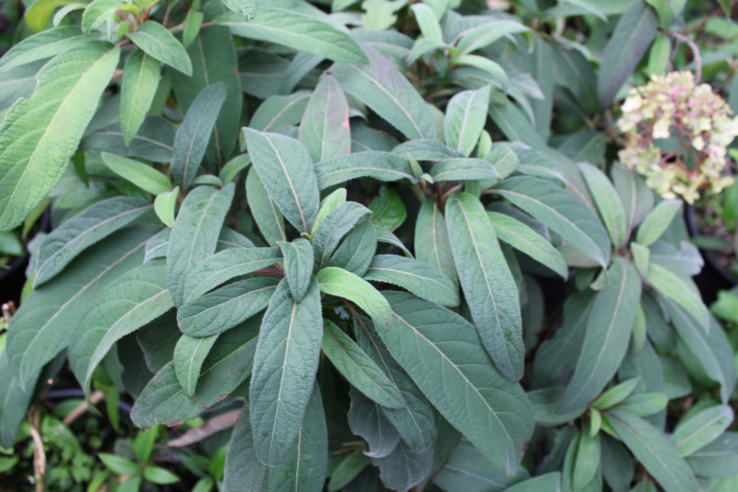 Hydrangea Aspera Golden Needle