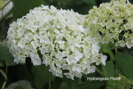 Hydrangea Arborescens Grandiflora