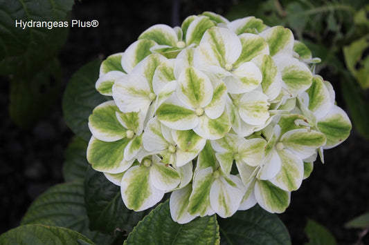 Hydrangea Macrophylla Grin and Tonic