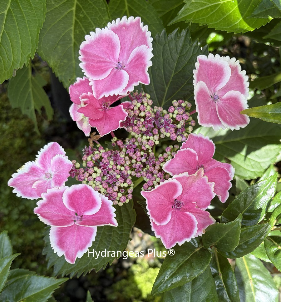 Hydrangea Macrophylla Halo