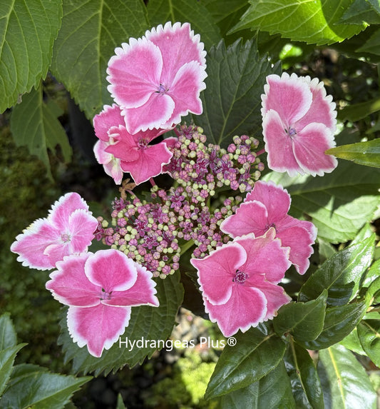 Hydrangea Macrophylla Halo