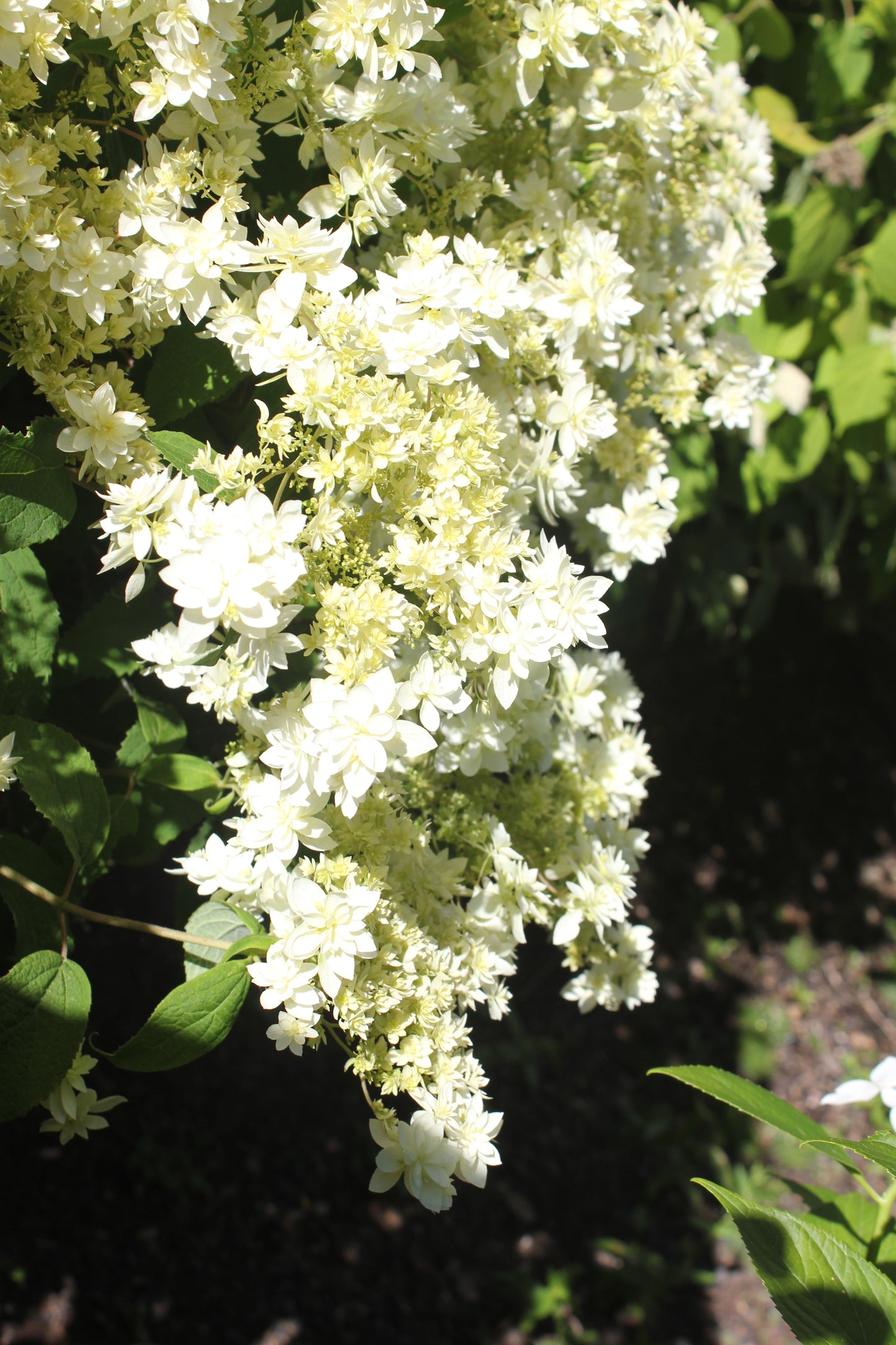 Hydrangea Arborescens Hayes Starburst