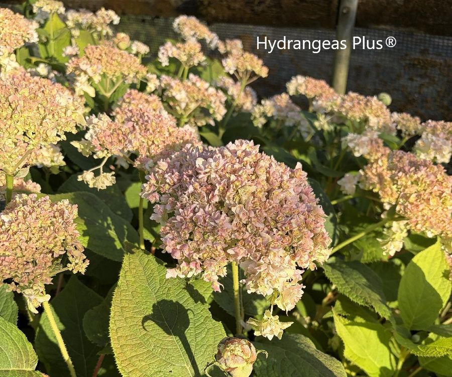 Hydrangea Involuncrata Hortensis