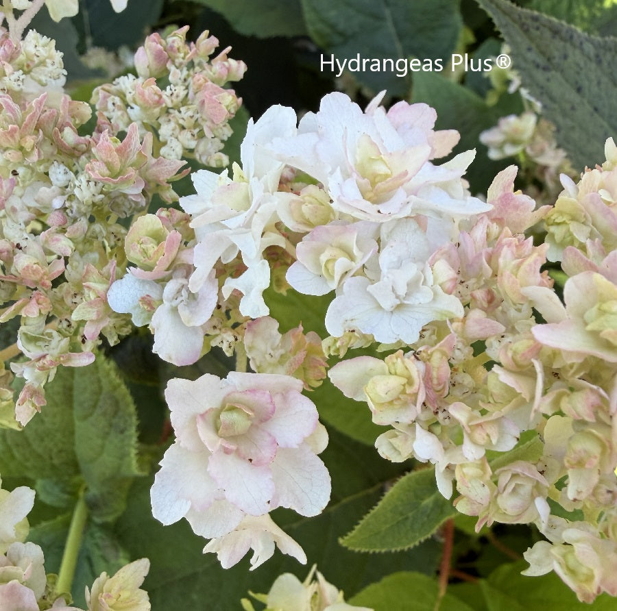 Hydrangea Involuncrata Hortensis