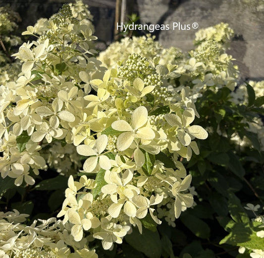 Hydrangea Paniculata Hot Sauce
