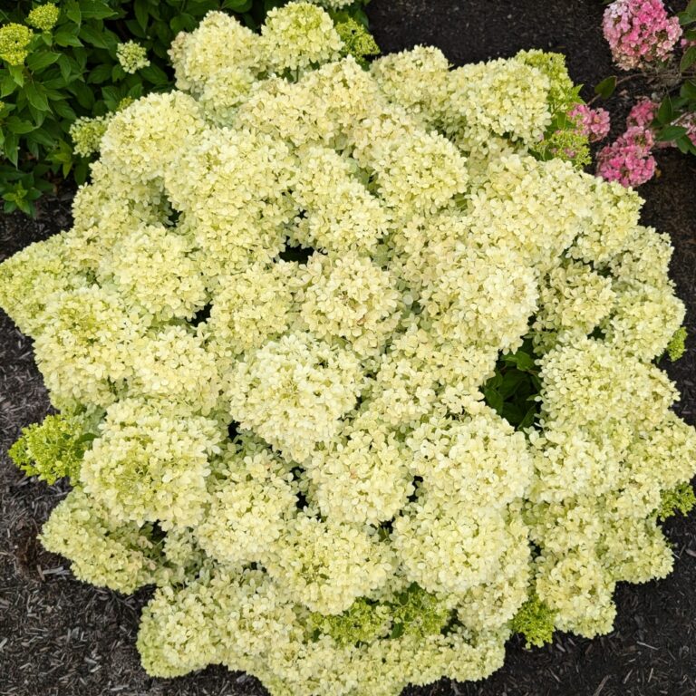 Hydrangea Paniculata Bubble Bath