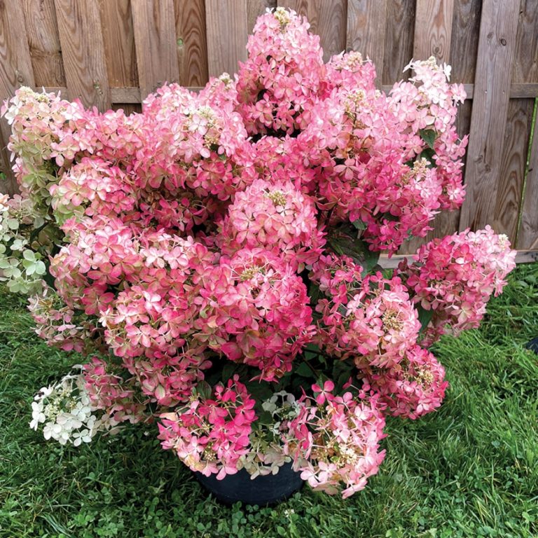 Hydrangea Paniculata Hot Sauce