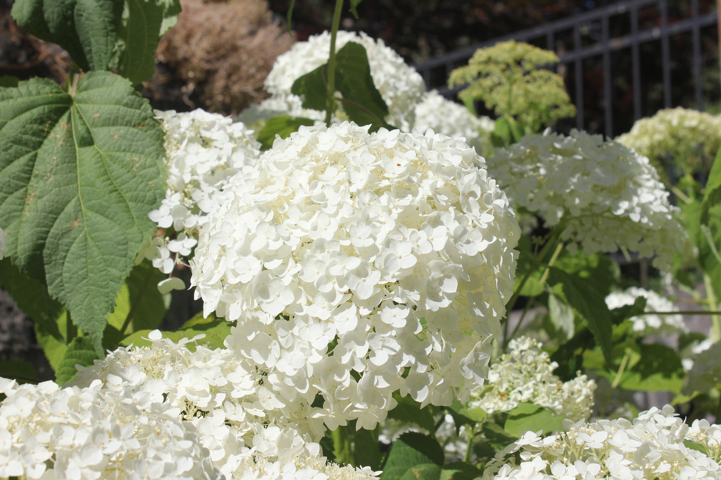 Hydrangea Arborescens Incrediball®