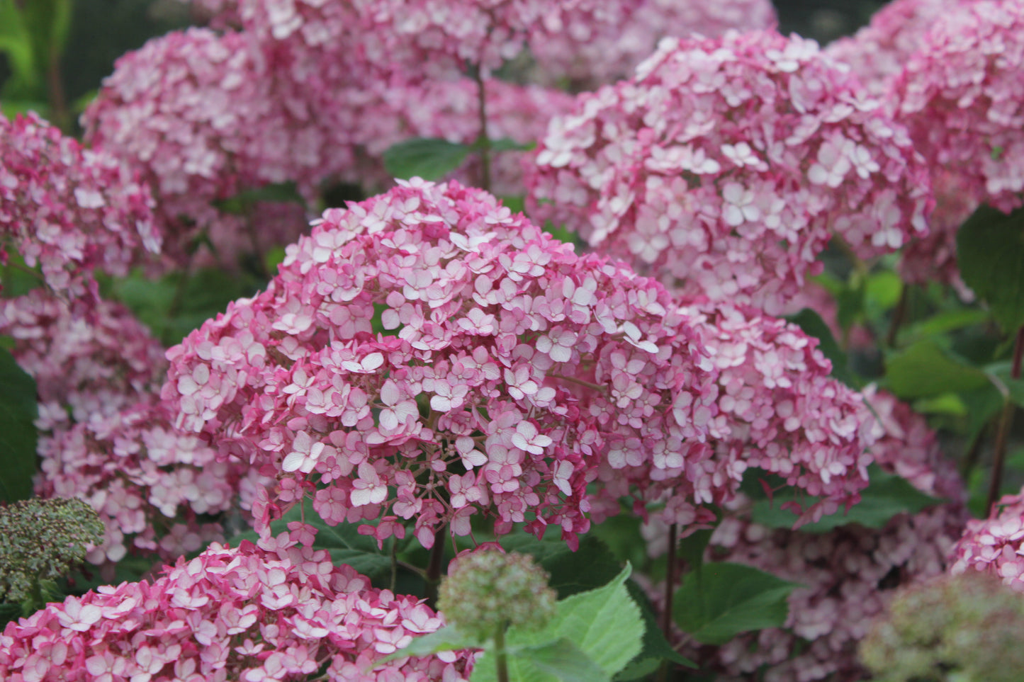 Hydrangea Arborescens Incrediball® Blush