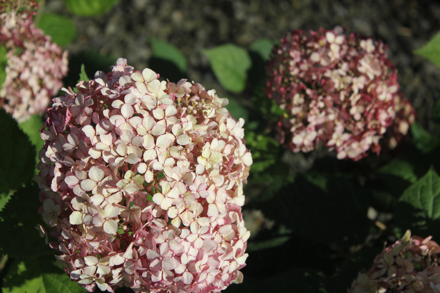 Hydrangea Arborescens Incrediball® Blush