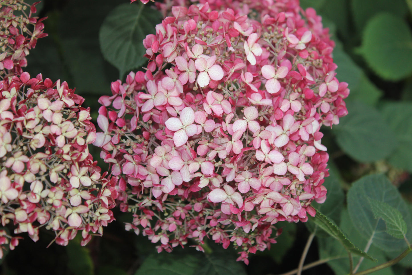 Hydrangea Arborescens Invincibelle® Spirit II