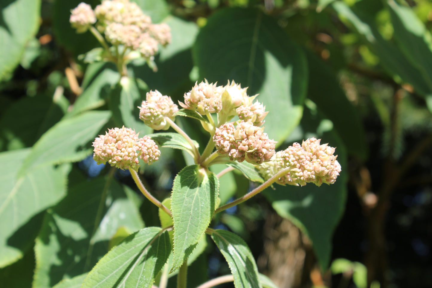 Hydrangea Aspera Kawakamii