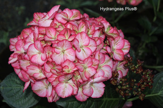 Hydrangea Macrophylla Kimono