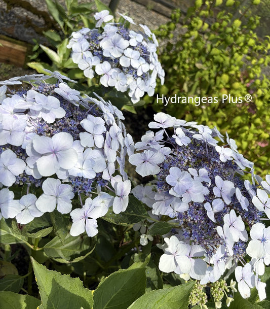 Hydrangea Macrophylla Lemon Wave