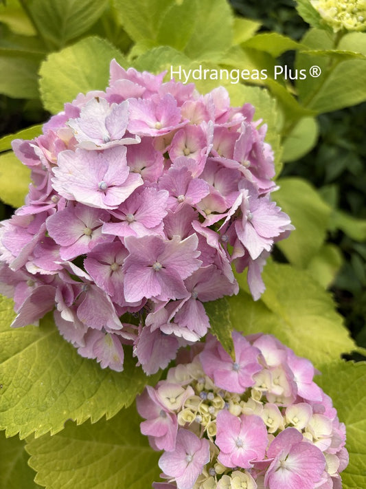Hydrangea Macrophylla Lemon Zest