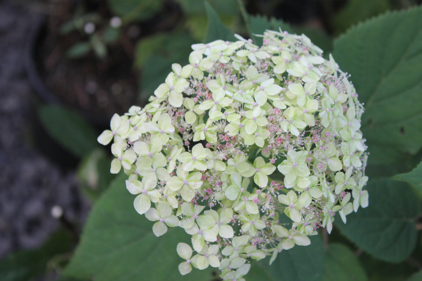 Hydrangea Arborescens Lime Rickey®