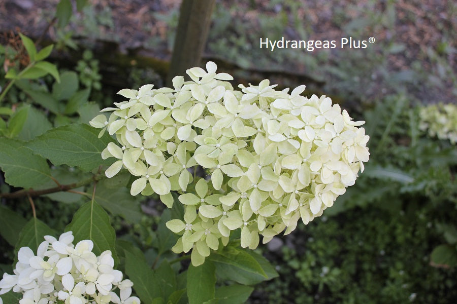 Hydrangea Paniculata Magical Lime Sparkle®