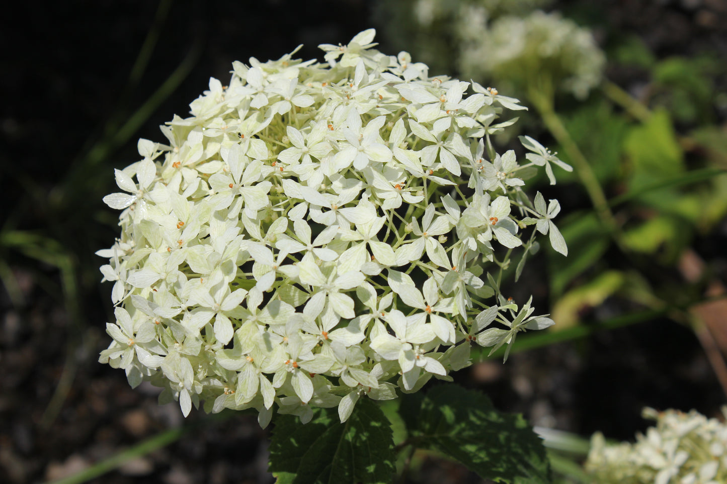 Hydrangea Arborescens Limetta®