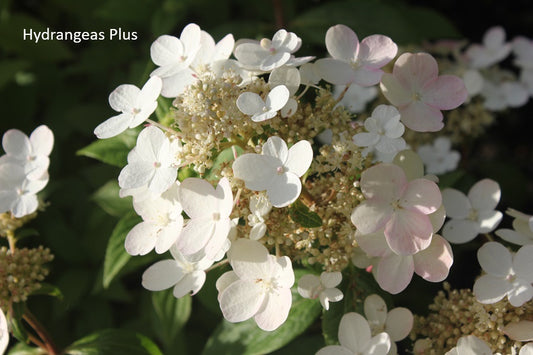 Hydrangea Paniculata Little Quick Fire®