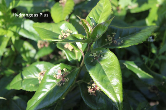 Helwingia Chinensis