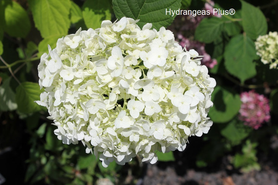 Hydrangea Arborescens Marshmallow