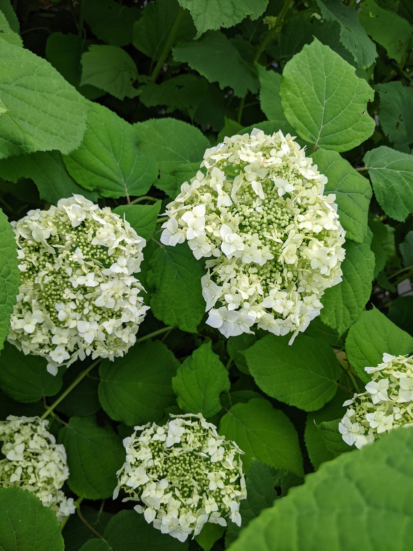 Hydrangea Arborescens Mary Nell