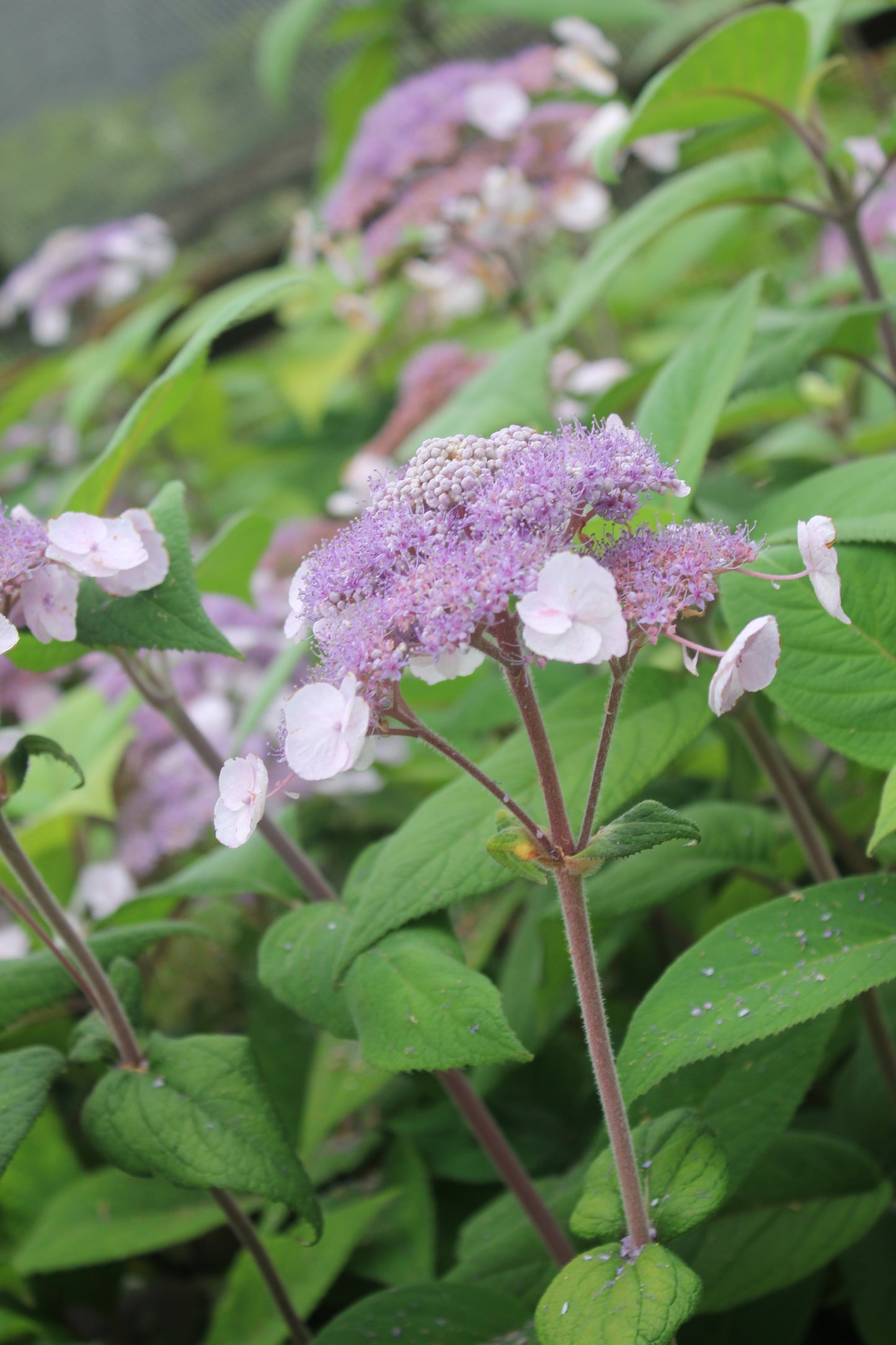 Hydrangea Aspera Mauvette