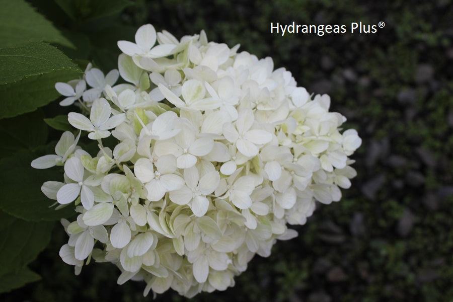 Hydrangea Paniculata Mojito