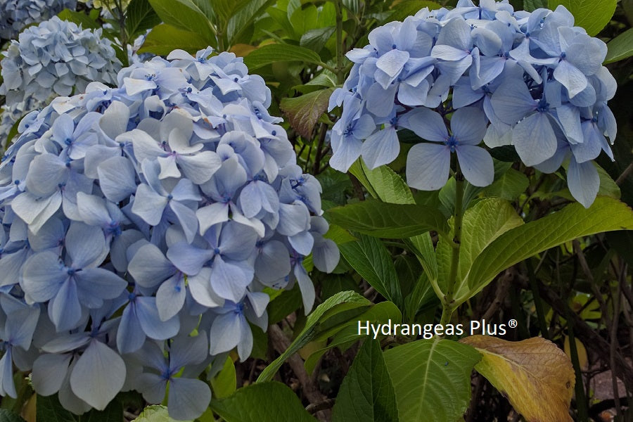 Hydrangea Macrophylla Papa Blue